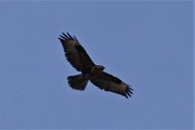 23 Rapace in volo sui colli